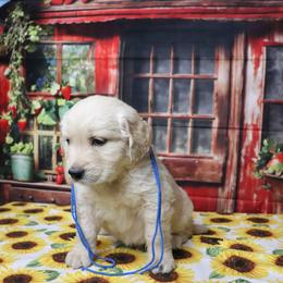 Abraham blue collar - Golden male Golden Retriever puppy in Great Falls, Montana from VS Golden Fields