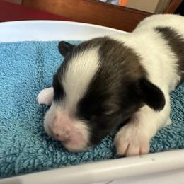 Raven - Black brown and white female Papillon puppy in Middleville, Michigan from Cheryl's Papillons