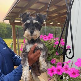 Millie - Miniature Schnauzer