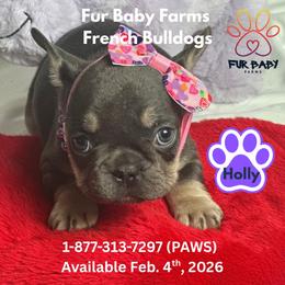 Holly - Blue female French Bulldog puppy in Michigan from Fur Baby Farms