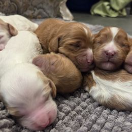 Cavapoo puppies from Salt Creek Doodles