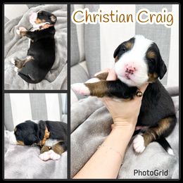 Bernese Mountain Dog Puppies from Red Bridge Berners