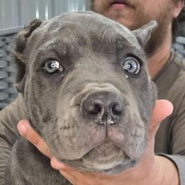 Purple Collar Girl - AKC and ICCF - Lightning X Lawman - Gray female Cane Corso puppy in Gorman, Texas from McOmber Country Kennels