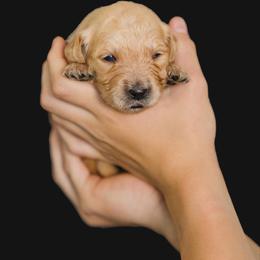 Evie ( light purple) - Golden female Golden Retriever puppy in Oregon from A Goldens First Love