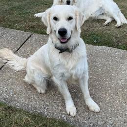Golden Retrievers from It’s A Golden Life