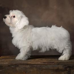 St Paddy - White female Coton de Tulear puppy in Middletown, Ohio from Carousel Cotons