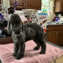 Bedlington Terrier puppies from Ashcroft Bedlington Terriers