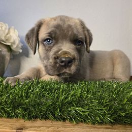 Carbon - Gray and fawn female Cane Corso puppy in St. Augustine, Florida from RG2 Cane Corsos