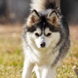 Sydney - Pomsky