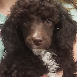 Classy - Poodle puppy in Burdett, Kansas from Archie's Angels