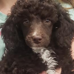 Classy - Poodle puppy in Burdett, Kansas from Archie's Angels
