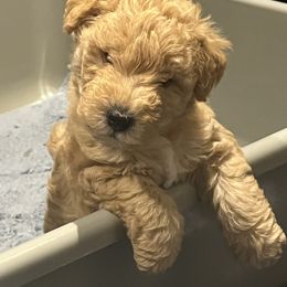 Lakeland Terrier Puppies from Paisley Lakelands