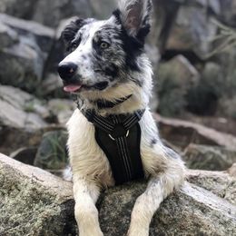 Border Collies from Medicine Lake BCs