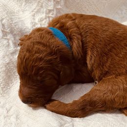 Blue Collar - Red  Poodle puppy in Nicholasville, Kentucky from Lexington Poodle Company