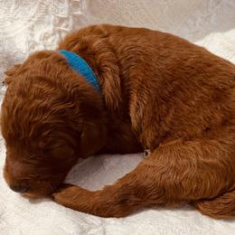 Blue Collar - Red  Poodle puppy in Nicholasville, Kentucky from Lexington Poodle Company