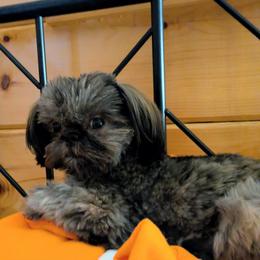 Elvis - Brindle male Shih Tzu puppy in Surry, Maine from McKayla Hairston