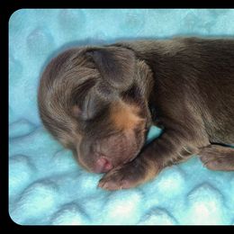 Dachshund and Pug Puppies from Wiggle'n V Ranch