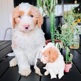 Firefly Black Collar - Fawn and white male Sheepadoodle puppy in Republic, Missouri from DOOD & Co