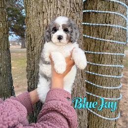 Blue Jay - Merle male Bernedoodle puppy in Mount Vernon, Missouri from PoodlelyDoodlely