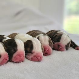 Boston Terrier Puppies from White Valley Boston Terriers