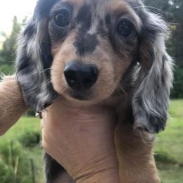 Dachshunds from R&C Dirty Face Dachshunds
