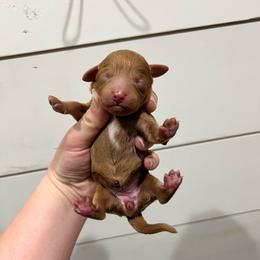 Ellie - Red female Aussiedoodle puppy in Rienzi, Mississippi from Saddle Hill Farms