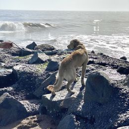 Golden Retriever Puppies from Lowcountry Goldens