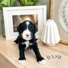 Basil - Black and chalk male Australian Labradoodle puppy in Palmdale, California from Heavenly Doodles