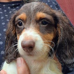 BB (AKC) - Piebald female Dachshund puppy in Bangs, Texas from Lickin'bach Miniature Dachshunds