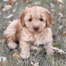 Bentley - Apricot female Goldendoodle puppy in Bethany, Oklahoma from Daisy Mae Doodles