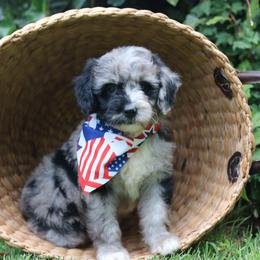 Porky - Blue merle male Aussiedoodle puppy in Lexington, Alabama from Johnson’s Highland Pride Aussiedoodles