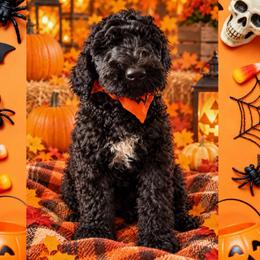 Green 1300 - Black male Goldendoodle puppy in Salem, Oregon from Capital Doodles