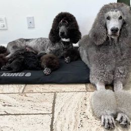 Boy 5 - Silver male Poodle puppy in Tampa, Florida from Enjoy Life Kennels