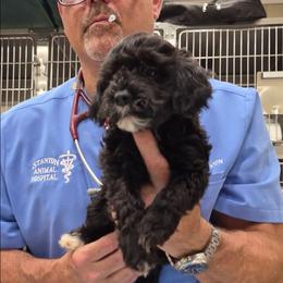 Juan - Black and silver male Havapoo puppy in Siloam Springs, Arkansas from Kingdom Bound By Design
