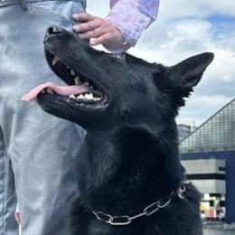 Zusha - German Shepherd