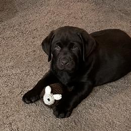 Labrador Retriever Puppies from Westport Labradors