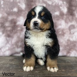 Vector - Black rust and white Bernese Mountain Dog puppy in New Haven, Indiana from Milan Berners
