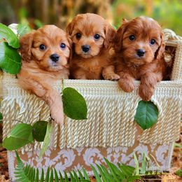Cavapoo, Maltese, Maltipoo, and Poodle Puppies from Mt.BakerPoodles&Doodles