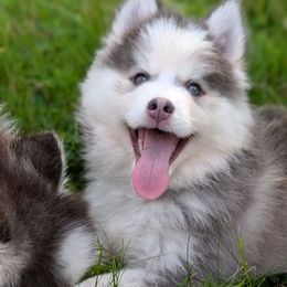 Derek 'McDreamy' - Blue Male Gray Eyes - Blue male Pomsky puppy in Hurleyville, New York from My Crazy Pomskys