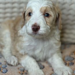 Assorted Doodle Crosses Puppies from LaiCi Doodles