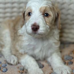 Assorted Doodle Crosses Puppies from LaiCi Doodles