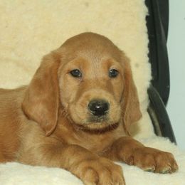 Jack - Caramel red male Labradoodle puppy in Apache Junction, Arizona from Loving Doodle