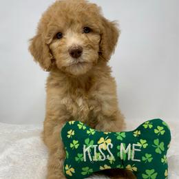 Copper - Red  male Goldendoodle puppy in Calhoun, Georgia from FamilyLoved Doodles