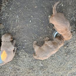 Golden Retriever Puppies from Collette's Goldens