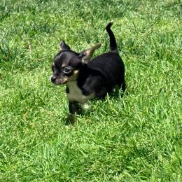 Darin AKC - Black and tan male Chihuahua puppy in Seneca, Missouri from Stephanie’s Puppy Colony