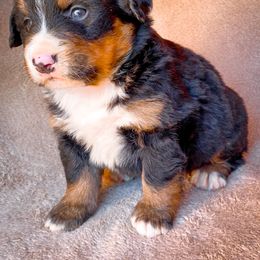 Bernedoodle, Bernese Mountain Dog, and Siberian Husky Puppies from Timberline Paws