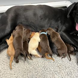 Yellow - Black Labrador Retriever puppy in Tabernacle, New Jersey from Glenn Farm Retrievers