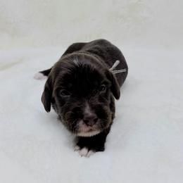Pluto - Chocolate male Goldendoodle puppy in Casselberry, Florida from My Little Doodle