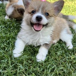 Girl 1 - Companion Cross puppy in San Tan Valley, Arizona from Queen Creek Chilipoms