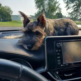Miniature Schnauzer All Grown Up from Kathy's Mini Schnazuers